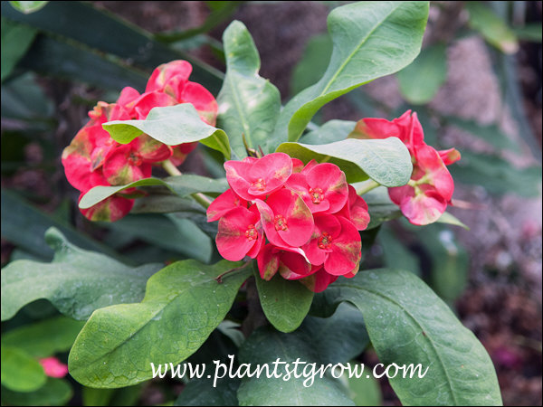 The large red petal-like structures are called bracts.